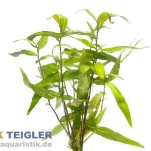 Ausverkauf Dunkelroter Wasserknöterich, Polygonum sp. Sao Paulo, Bund